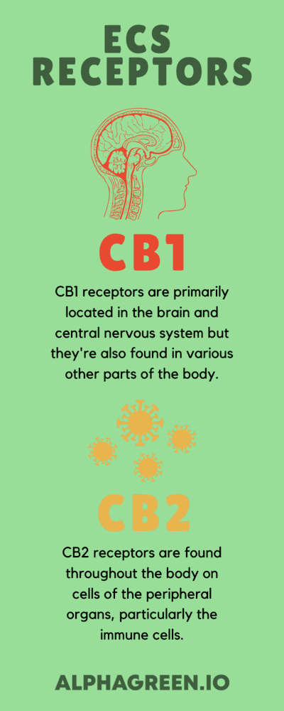 cbd-diet-keto-paleo-vegan-rawfood-image22-7447937