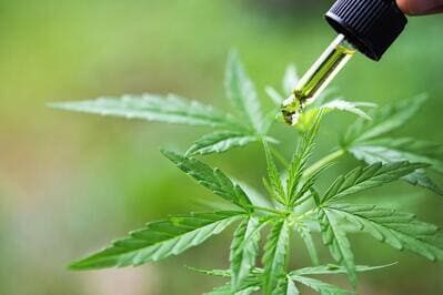 cbd-for-alzheimer-image1-9480366