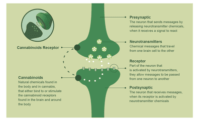 cbd-for-alzheimer-image7-6851045