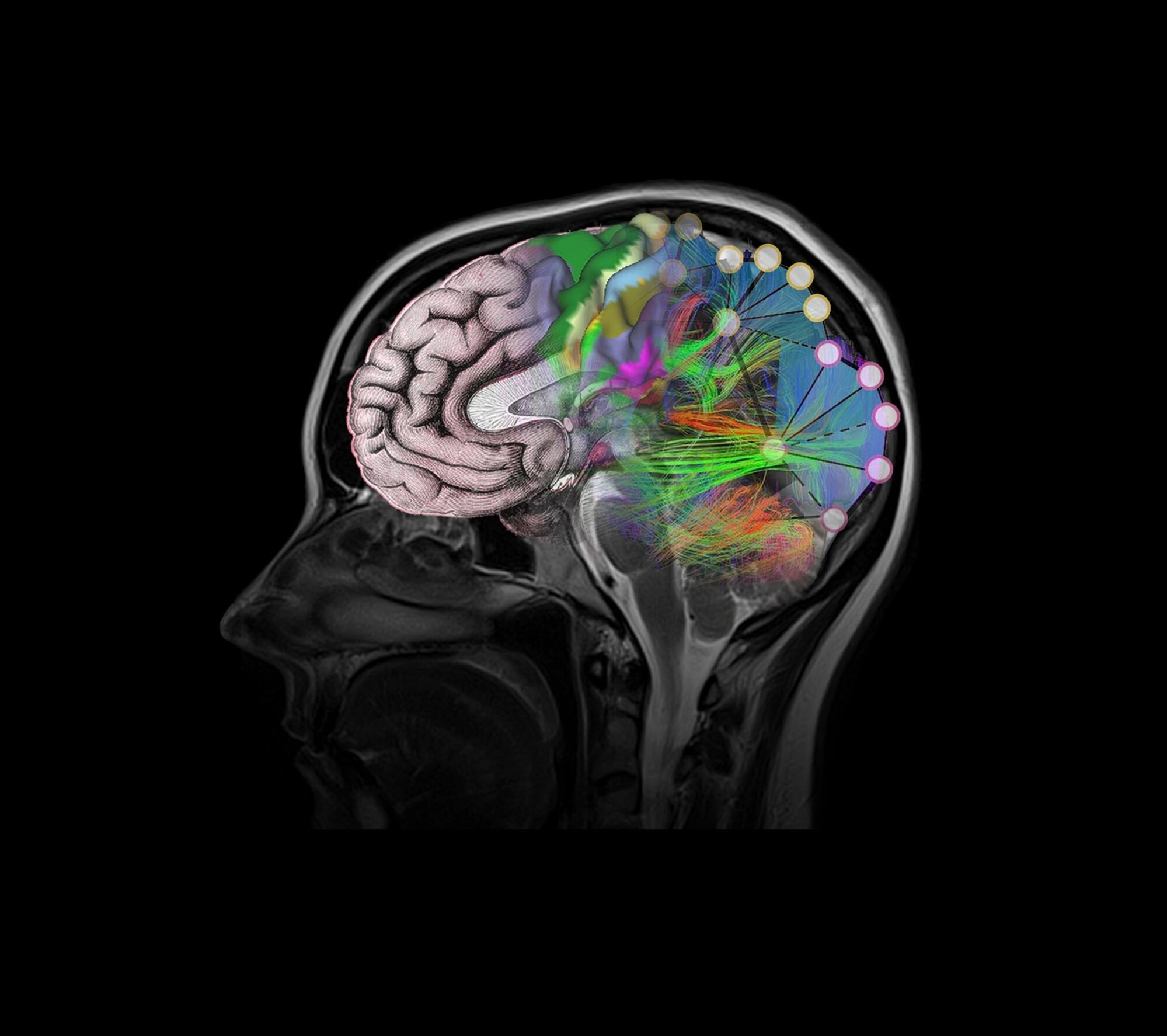 endocannabinoid-system-image5-7391374