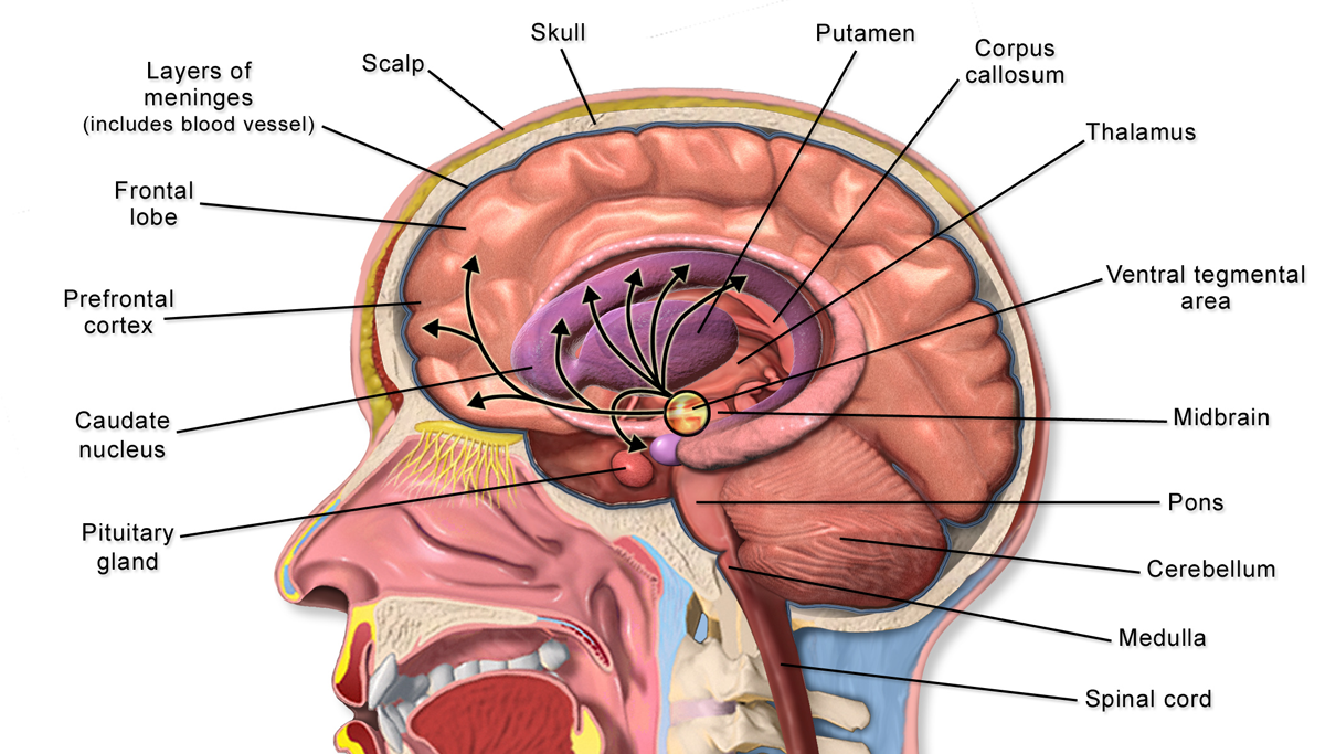 endocannabinoid-system-image7-8810093
