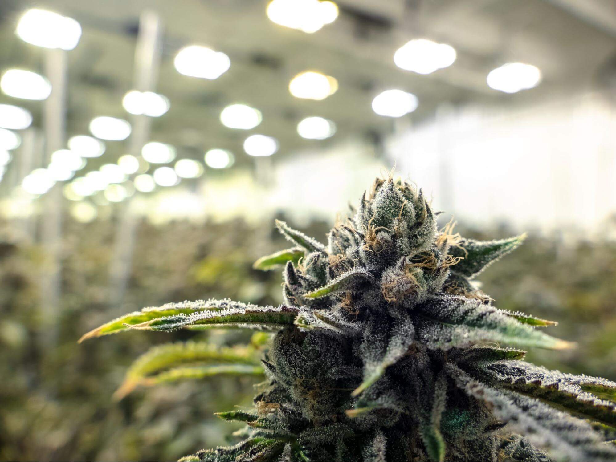 sativa-vs-indica-image5-2099214