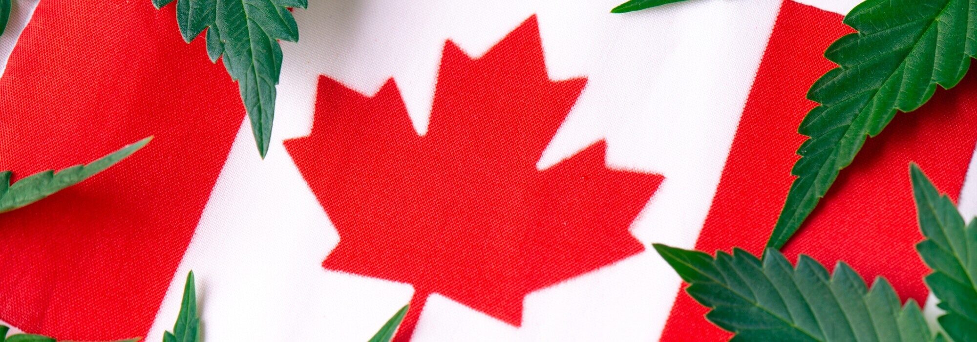biggest-canadian-marijuana-companies-image1-7012901
